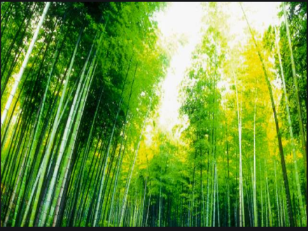 杭州：双向“礼让”见新风