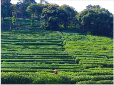 ：“两访一跑”扎根茶园 “跑小西”服务香飘龙井